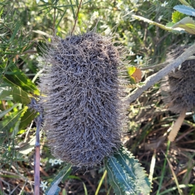 Banksia serrata (Saw Banksia) at Jervis Bay, JBT - 6 Aug 2023 by trevorpreston