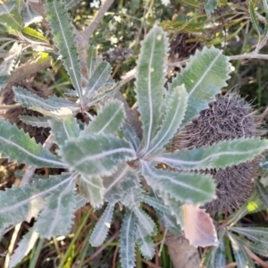 Banksia serrata at Jervis Bay, JBT - 6 Aug 2023