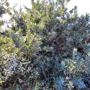 Banksia serrata at Jervis Bay, JBT - 6 Aug 2023