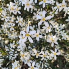 Ricinocarpos pinifolius (wedding bush) at Jervis Bay, JBT - 6 Aug 2023 by trevorpreston