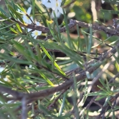 Ricinocarpos pinifolius at Jervis Bay, JBT - 6 Aug 2023 12:27 PM