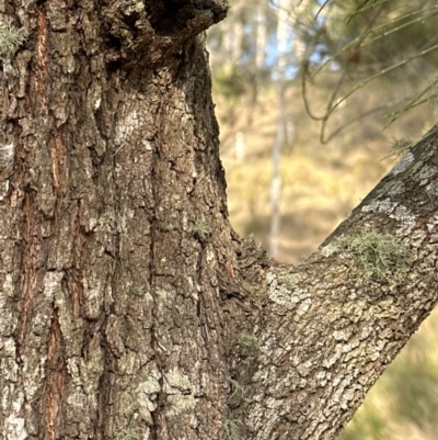 Allocasuarina littoralis (Black She-oak) at Kangaroo Valley, NSW - 6 Aug 2023 by lbradley