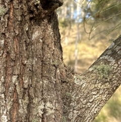 Allocasuarina littoralis (Black She-oak) at Kangaroo Valley, NSW - 6 Aug 2023 by lbradleyKV