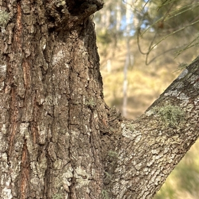 Allocasuarina littoralis (Black She-oak) at Kangaroo Valley, NSW - 6 Aug 2023 by lbradleyKV