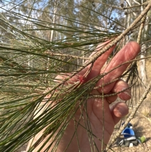 Allocasuarina littoralis at Kangaroo Valley, NSW - suppressed