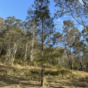 Allocasuarina littoralis at Kangaroo Valley, NSW - suppressed