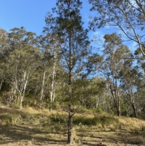 Allocasuarina littoralis at Kangaroo Valley, NSW - 6 Aug 2023