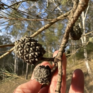 Allocasuarina littoralis at Kangaroo Valley, NSW - suppressed