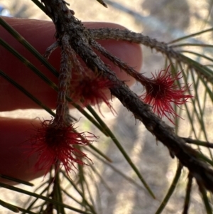 Allocasuarina littoralis at Kangaroo Valley, NSW - suppressed