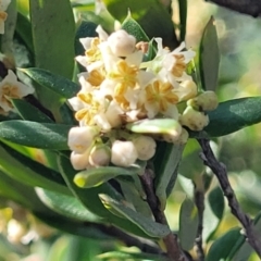 Monotoca elliptica (Tree Broom-heath) at Jervis Bay, JBT - 6 Aug 2023 by trevorpreston