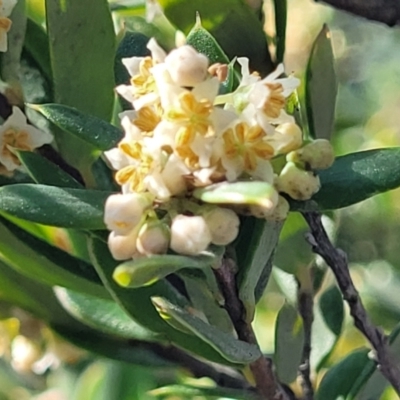 Monotoca elliptica (Tree Broom-heath) at Booderee National Park - 6 Aug 2023 by trevorpreston