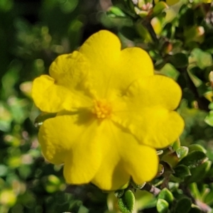 Hibbertia sp. at Jervis Bay, JBT - 6 Aug 2023