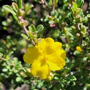 Hibbertia sp. at Jervis Bay, JBT - 6 Aug 2023