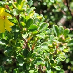 Hibbertia sp. at Jervis Bay, JBT - 6 Aug 2023