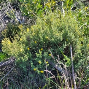 Hibbertia sp. at Jervis Bay, JBT - 6 Aug 2023