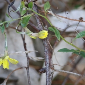 Goodenia hederacea subsp. hederacea at Chiltern-Mt Pilot National Park - 6 Aug 2023 11:00 AM