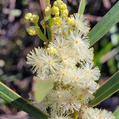 Acacia suaveolens (Sweet Wattle) at Jervis Bay, JBT - 6 Aug 2023 by trevorpreston