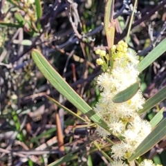 Acacia suaveolens at Jervis Bay, JBT - 6 Aug 2023