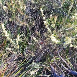 Acacia suaveolens at Jervis Bay, JBT - 6 Aug 2023