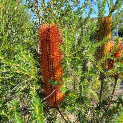 Banksia ericifolia subsp. ericifolia (Heath-leaved Banksia) at Jervis Bay, JBT - 6 Aug 2023 by trevorpreston