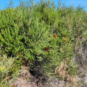 Banksia ericifolia subsp. ericifolia at Jervis Bay, JBT - 6 Aug 2023