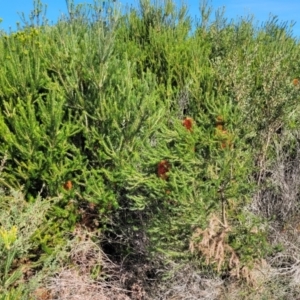 Banksia ericifolia subsp. ericifolia at Jervis Bay, JBT - 6 Aug 2023 12:17 PM