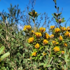 Pultenaea daphnoides (Large-leaf Bush-pea) at Jervis Bay, JBT - 6 Aug 2023 by trevorpreston