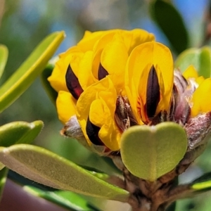 Pultenaea daphnoides at Jervis Bay, JBT - 6 Aug 2023