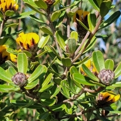 Pultenaea daphnoides at Jervis Bay, JBT - 6 Aug 2023 12:17 PM