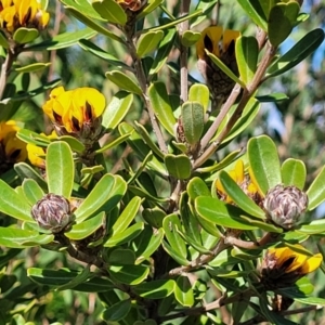 Pultenaea daphnoides at Jervis Bay, JBT - 6 Aug 2023