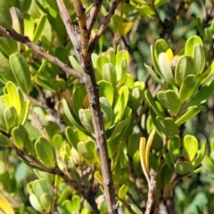 Pultenaea daphnoides at Jervis Bay, JBT - 6 Aug 2023