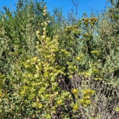 Pultenaea daphnoides at Jervis Bay, JBT - 6 Aug 2023