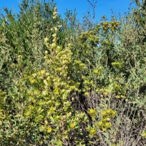 Pultenaea daphnoides at Jervis Bay, JBT - 6 Aug 2023