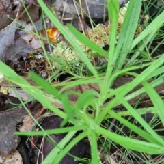 Xerochrysum viscosum (Sticky Everlasting) at Chiltern-Mt Pilot National Park - 6 Aug 2023 by KylieWaldon