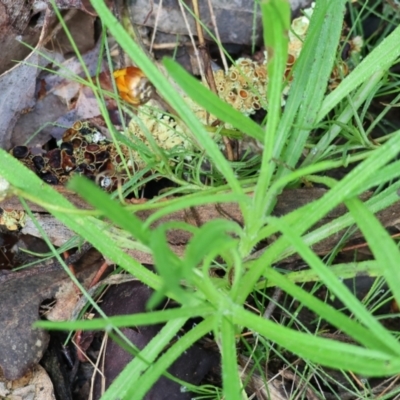 Xerochrysum viscosum (Sticky Everlasting) at Chiltern-Mt Pilot National Park - 6 Aug 2023 by KylieWaldon