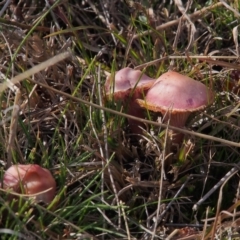 Hygrocybe sp. (Hygrocybe) at Tuggeranong, ACT - 10 Jul 2023 by BarrieR