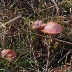 Unidentified Fungus at Tuggeranong, ACT - 10 Jul 2023 by BarrieR