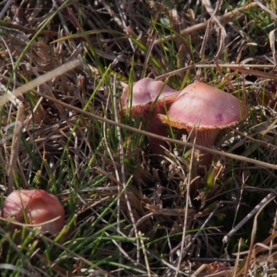 Unidentified Fungus at Mount Taylor - 10 Jul 2023 by BarrieR