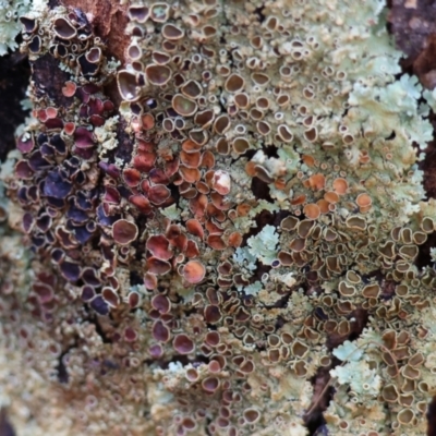 Unidentified Lichen at Chiltern, VIC - 6 Aug 2023 by KylieWaldon