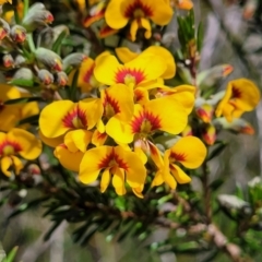 Dillwynia floribunda (Flowery Parrot-pea, Showy Parrot-pea) at Jervis Bay, JBT - 6 Aug 2023 by trevorpreston