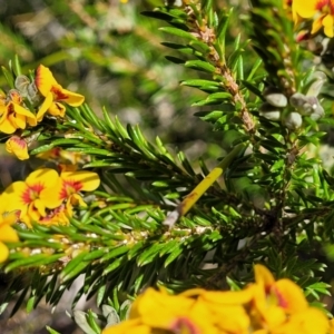 Dillwynia floribunda at Jervis Bay, JBT - 6 Aug 2023