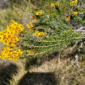 Dillwynia floribunda at Jervis Bay, JBT - 6 Aug 2023