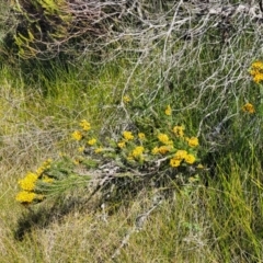 Dillwynia floribunda at Jervis Bay, JBT - 6 Aug 2023