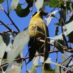 Lichenostomus melanops (Yellow-tufted Honeyeater) at Chiltern, VIC - 6 Aug 2023 by KylieWaldon