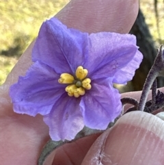 Solanum celatum at Kangaroo Valley, NSW - 6 Aug 2023 by lbradley