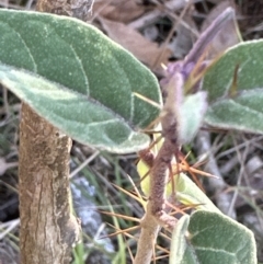 Solanum celatum at Kangaroo Valley, NSW - 6 Aug 2023
