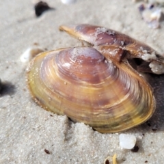 Unverified Pipi, Clam or Oyster (Bivalvia) at Jervis Bay, JBT - 6 Aug 2023 by trevorpreston