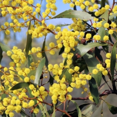 Acacia pycnantha (Golden Wattle) at Chiltern, VIC - 6 Aug 2023 by KylieWaldon