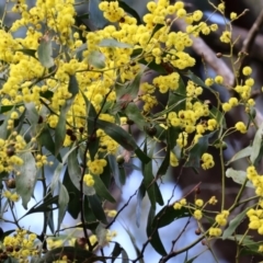 Acacia pycnantha at Chiltern, VIC - 6 Aug 2023 11:33 AM