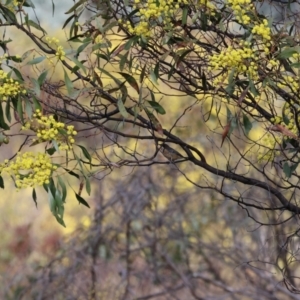 Acacia pycnantha at Chiltern, VIC - 6 Aug 2023